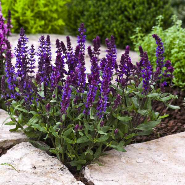 Salvia - Edula Blue