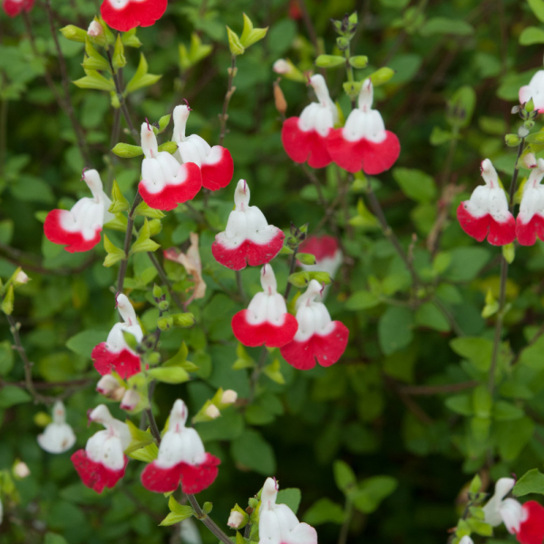 Salvia - Hot Lips
