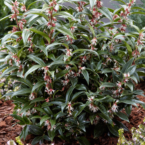 Sarcococca - Winter Gem