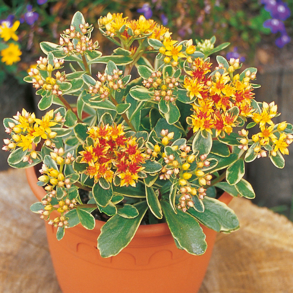 Sedum - Variegatum