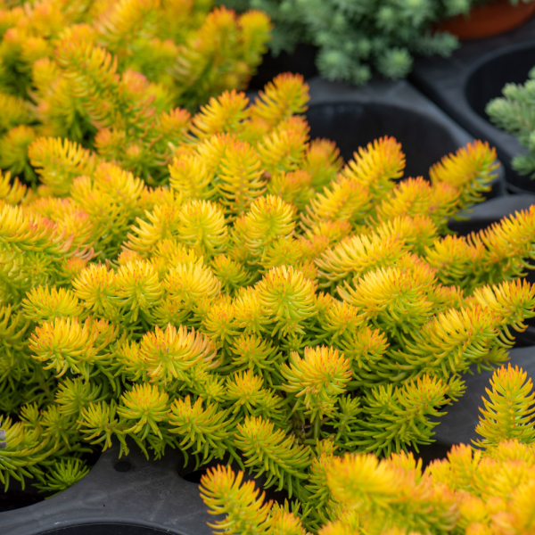 Sedum - Angelina Sedum - Angelina