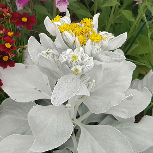 Senecio - Angel Wings