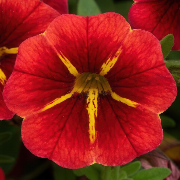 Calibrachoa - Cabaret Special Red Kiss