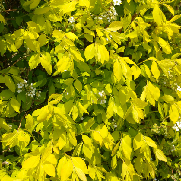 Spirea - Goldfire Spirea - Goldfire