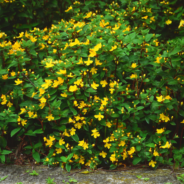 St John's Wort - Hidcote