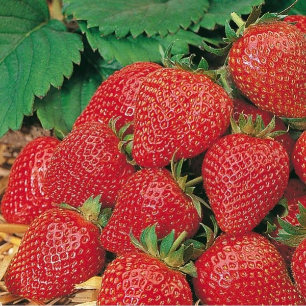 Strawberry - Elan