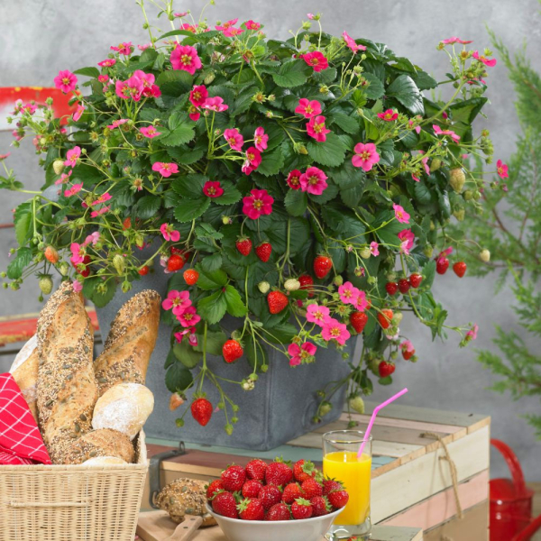 Strawberry - Toscana