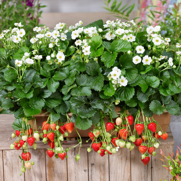 Strawberry - Summer Breeze Snow