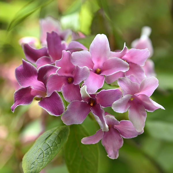 Jasmine - Starry Starry Summer Scent