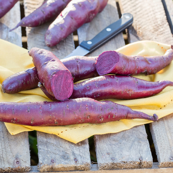 Sweet Potato - Erato Violet