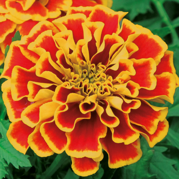 Tagetes - Texana Flame