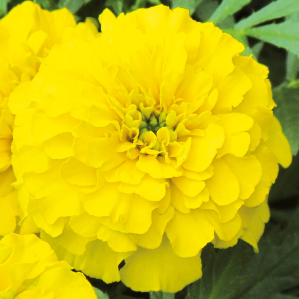 Tagetes - Texana Yellow