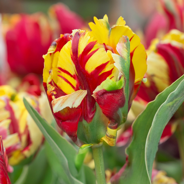Tulip - Texas Flame Tulip - Texas Flame