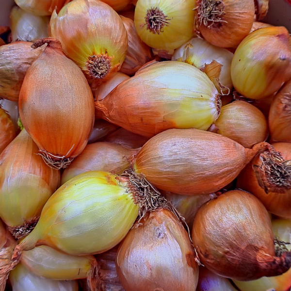 Shallot - Jermor Shallot - Jermor