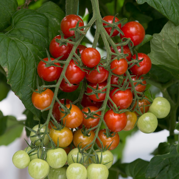 Cherry Tomato - Cherry Baby
