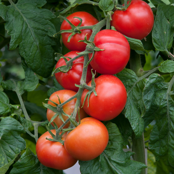 Tomato - Shirley