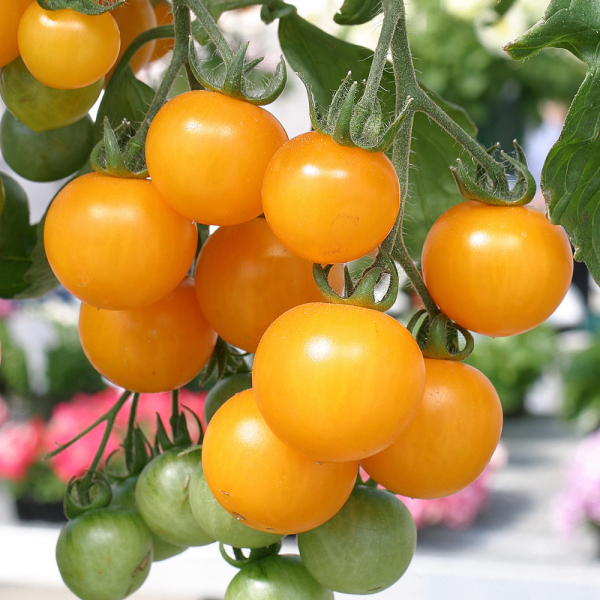 Tomato - Tumbling Tom Yellow Tomato - Tumbling Tom Yellow