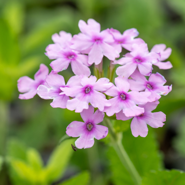 Verbena - Seabrooks Lavender Verbena - Seabrooks Lavender