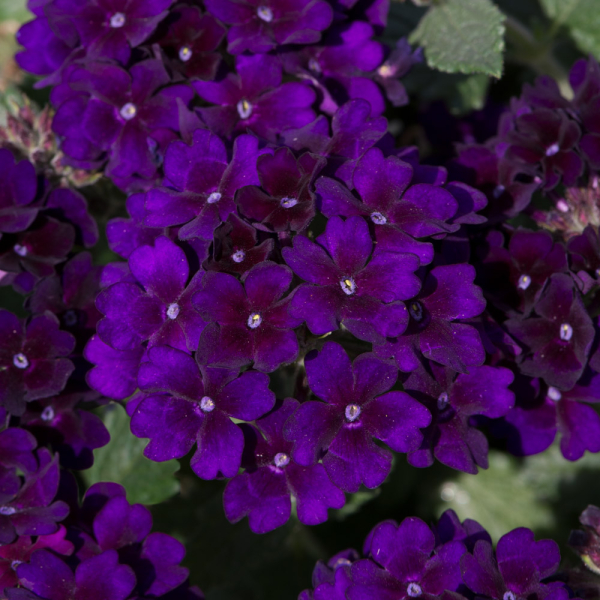Verbena - Showboat Midnight