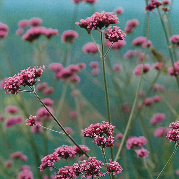 Verbena - Buenos Aires