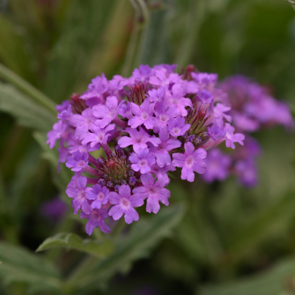 Verbena - Santos Purple
