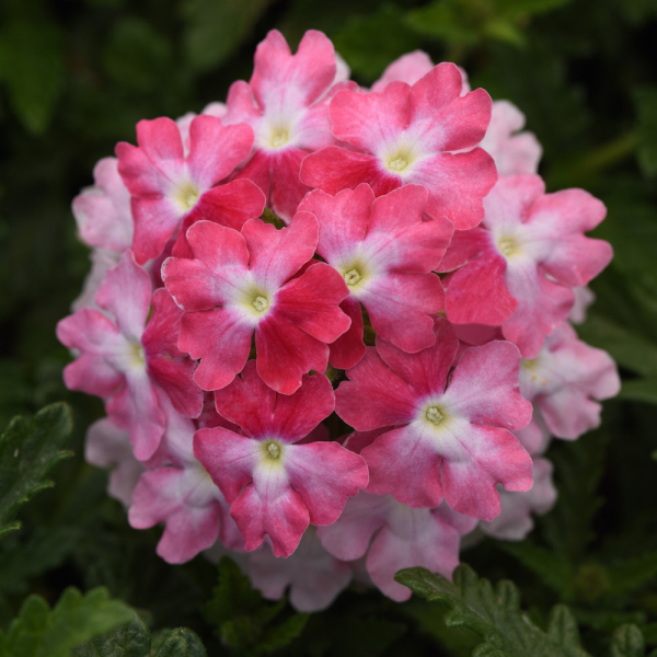Verbena - Endurascape Pink Fizz