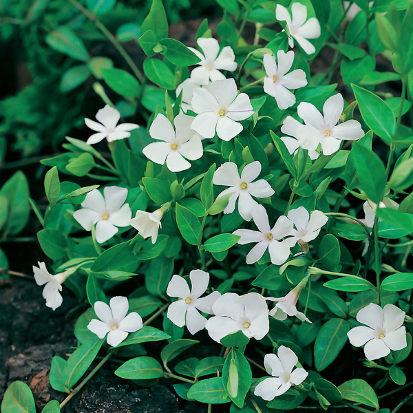 Vinca Minor - Colada