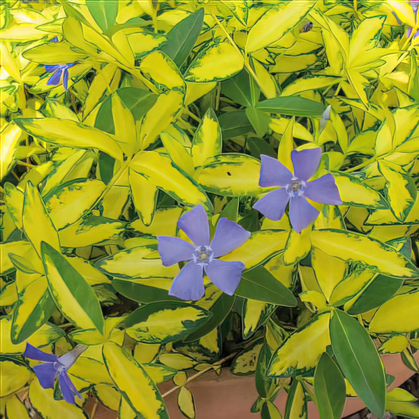 Vinca Minor - Imagine Vinca Minor - Imagine