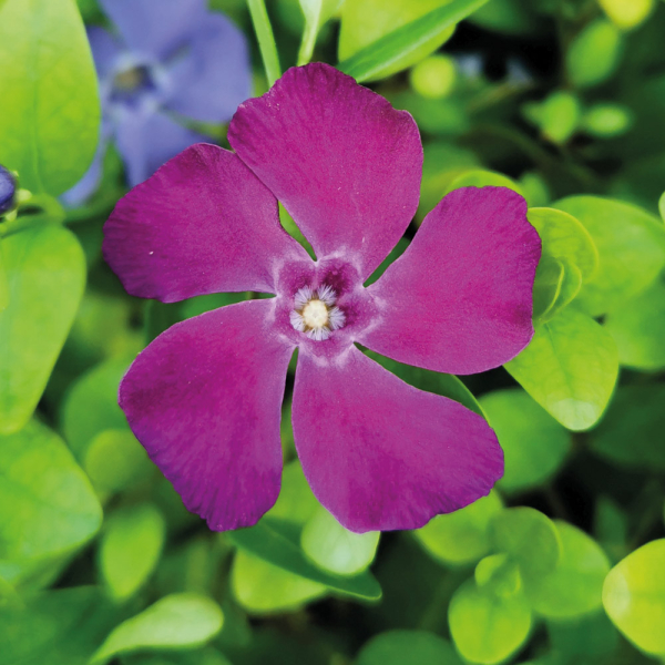 Vinca Minor - Verino Vinca Minor - Verino