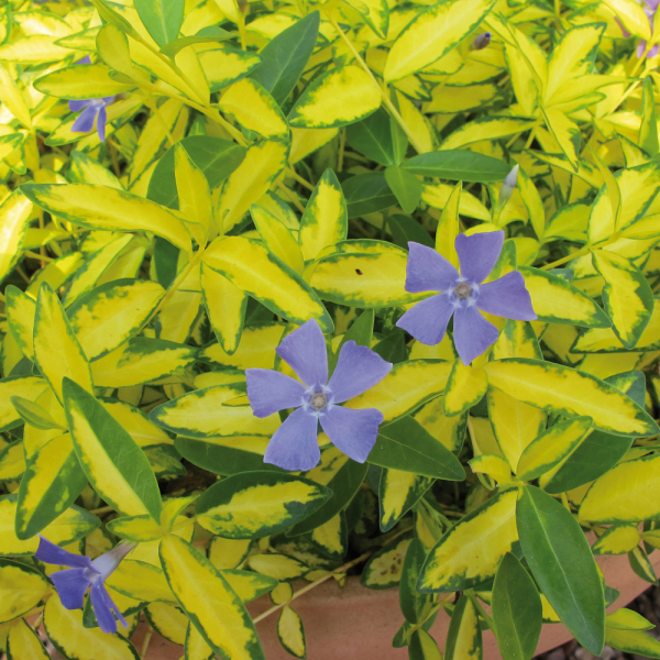Vinca Minor - Imagine Vinca Minor - Imagine