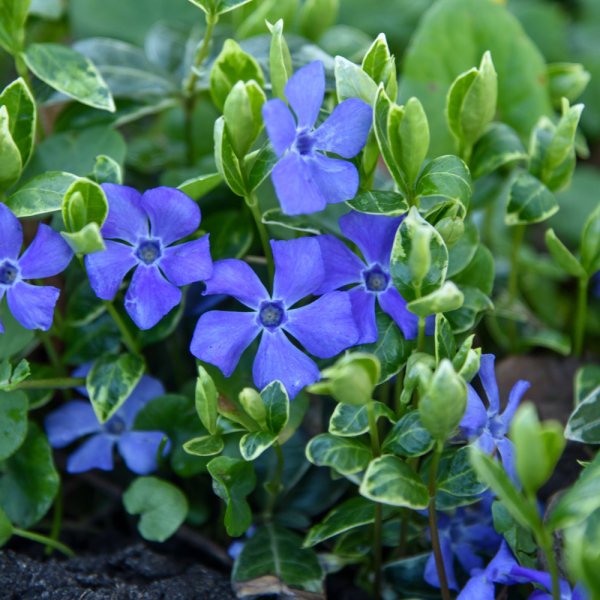 Vinca Major - Variegata