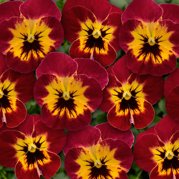 Pansy - Ice Babies Scarlet Fire