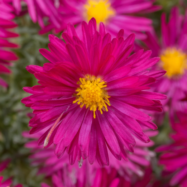 Aster - Winston Churchill
