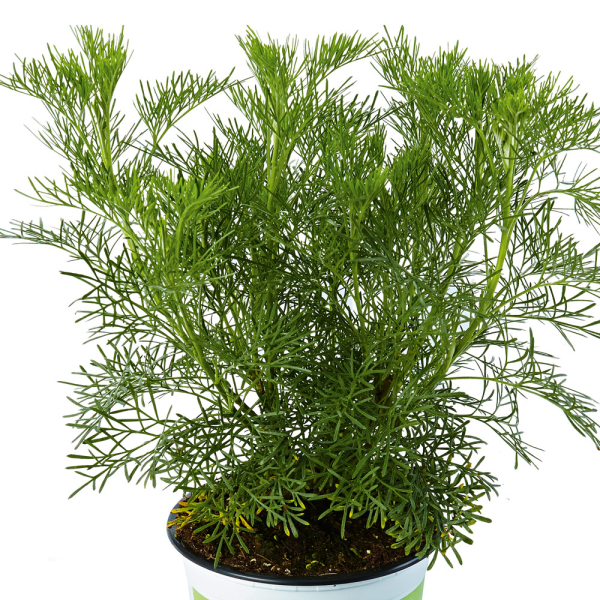 Wormwood 'Cola'  Plug Plants | Bedwen Plants