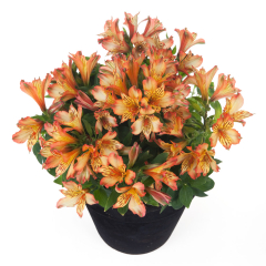 Alstroemeria - Bryce