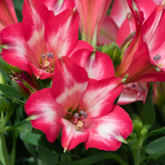 Peruvian Lily (Alstroemeria) - Inticancha Mirabel