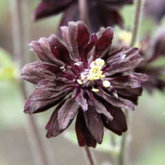 Aquilegia - Black Barlow