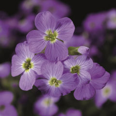 Aubrieta (Rock Cress) 'Axcent Light Blue'