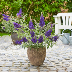 Buddleja - Summer Bird Blue
