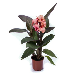 Canna 'Cannova Bronze Peach'