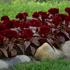 Celosia - Dracula
