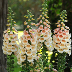 Foxglove - Dalmation Peach