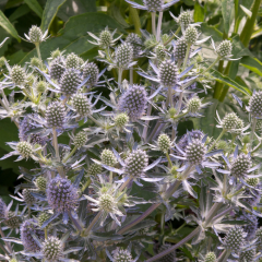 Eryngium - Blue Hobbit