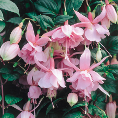Fuchsia - Pink Galore