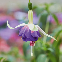 Fuchsia - Sarah's Delta