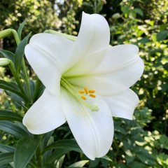 Lily 'Giant Longiflorum White' Bulbs