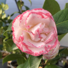Camellia - Margaret Davis