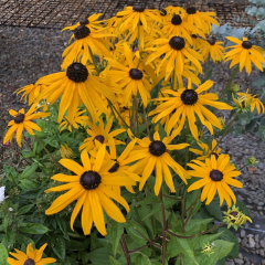 Rudbeckia (Black Eyed Susan) 'Goldsturm'