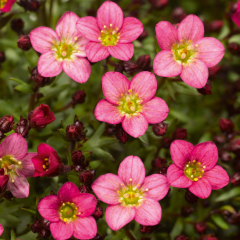 Saxifrage - Alpino Pink