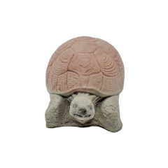 Small Tortoise